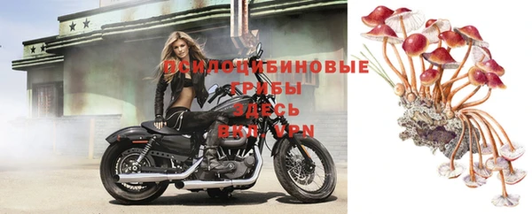 индика Щигры