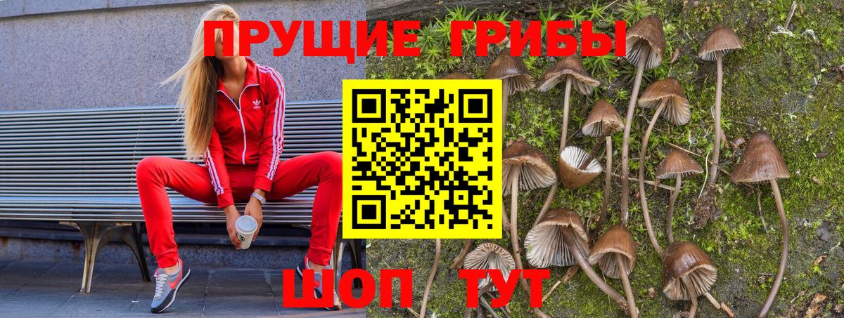 Псилоцибиновые грибы Psilocybe Екатеринбург